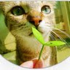 pea