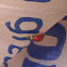 Multicolored Asian Lady Beetle