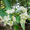 fagraea fragrans