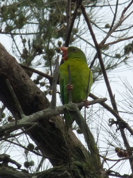 Spotting Image 1