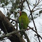 Orange Chinned Parakeet
