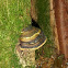 Hoof fungus