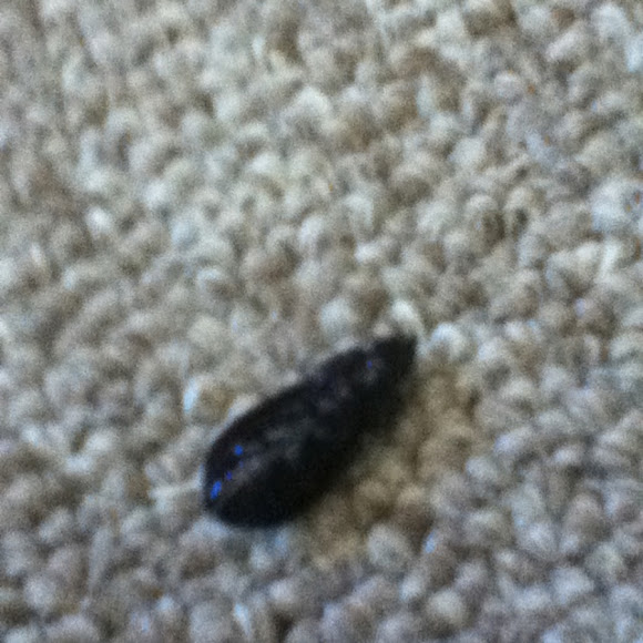 Spotting Image 1