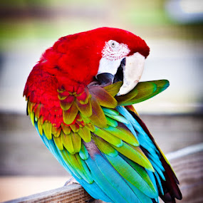 Macaw Parrot Preening by Joe Boyle - Animals Birds ( bird, colorful, color, parrot, preening, preen, macaw )