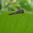 Cone Case Moth