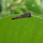 Cone Case Moth