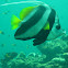 Longfin bannerfish