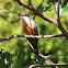 Mangrove Cuckoo