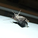 Noctuid moth