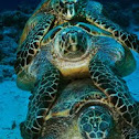 Hawksbill sea turtle