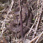 Adder