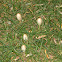 Coprinus sp.