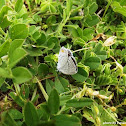 Gray Hairstreak