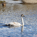 Mute Swan
