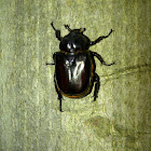 Hermit beetle