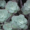Sedum