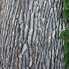 Sugar maple