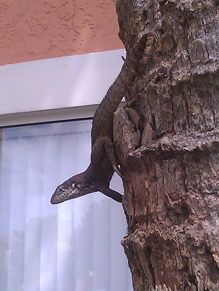 Spotting Image 1
