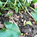 Lesser Celandine