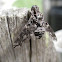 Tiger Bee Fly