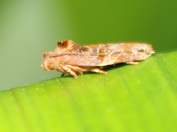 Spotting Image 1