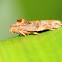 Hepialidae