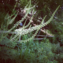 Bugbane