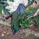 Nicobar Pigeon