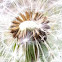 Dandelion seeds