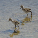 American Avocet