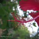Shoe flower