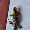 Fire salamander