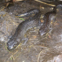 Great crested newt
