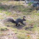 Western Gray Squirrel