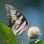 Eastern Tiger Swallowtail