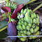 Wild Banana