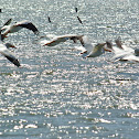 American White Pelican
