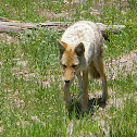 Coyote