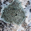 Liquen. Lichen