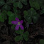 Redwood sorrel
