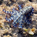 Blue Ring Octopus