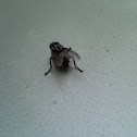 House Fly