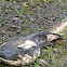 Catfish