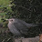 Gray Catbird
