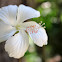 White Hibiscus