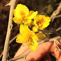 Palo verde