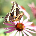 Giant Swallowtail