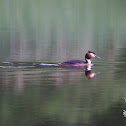 Great Crested Grebe - Potápka roháč