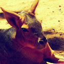 Patagonian mara