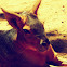 Patagonian mara